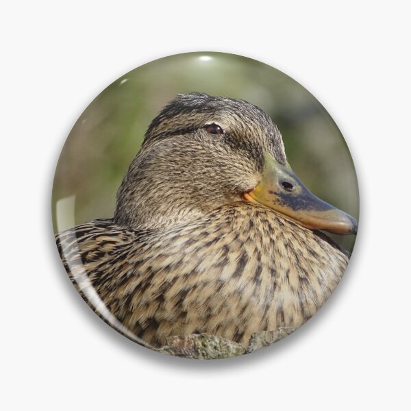 Item preview, Female Mallard designed and sold by KcsArt87.