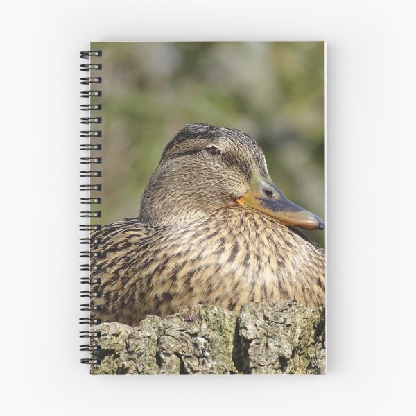 Item preview, Female Mallard designed and sold by KcsArt87.
