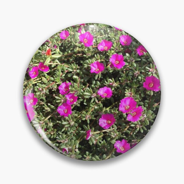 Item preview, Magenta Portulaca Grandiflora Succulent Flowers designed and sold by taiche.