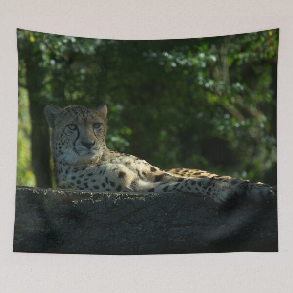 Item preview, Resting Cheetah designed and sold by rawshutterbug.