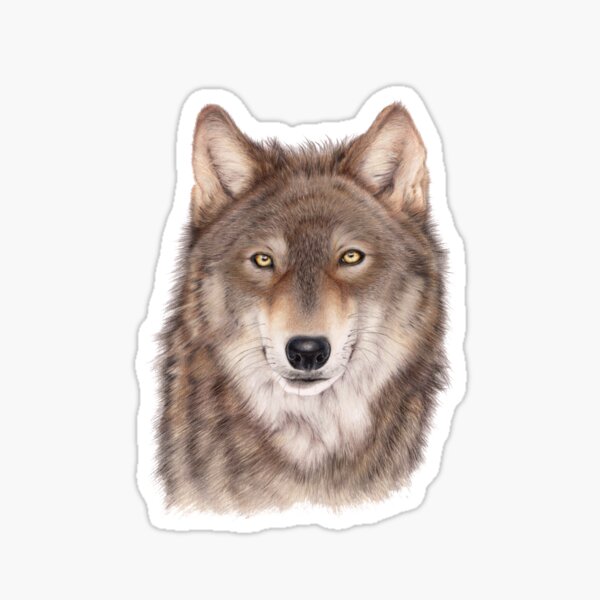 Wild Wolf Drawing | Wildlife Art | Nature Sticker