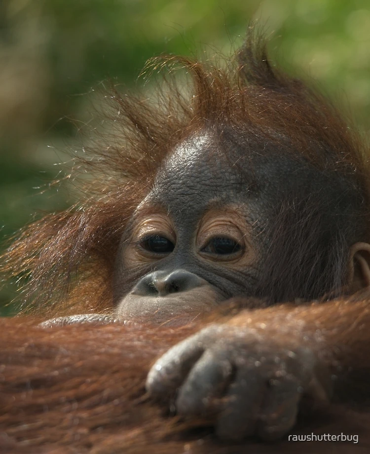 World's cutest baby orangutan looks into camera in Borneo - a
