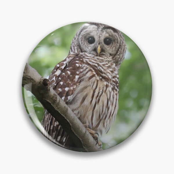 Item preview, Barred Owl designed and sold by Sheryl Hopkins.