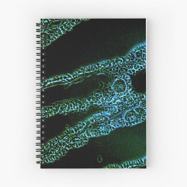 Item preview, Grantia (Sponge) designed and sold by circa24.