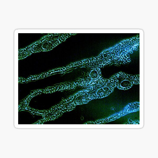 Grantia (Sponge) Sticker