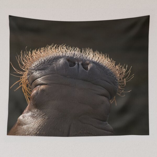 Item preview, Walrus Whiskers designed and sold by rawshutterbug.