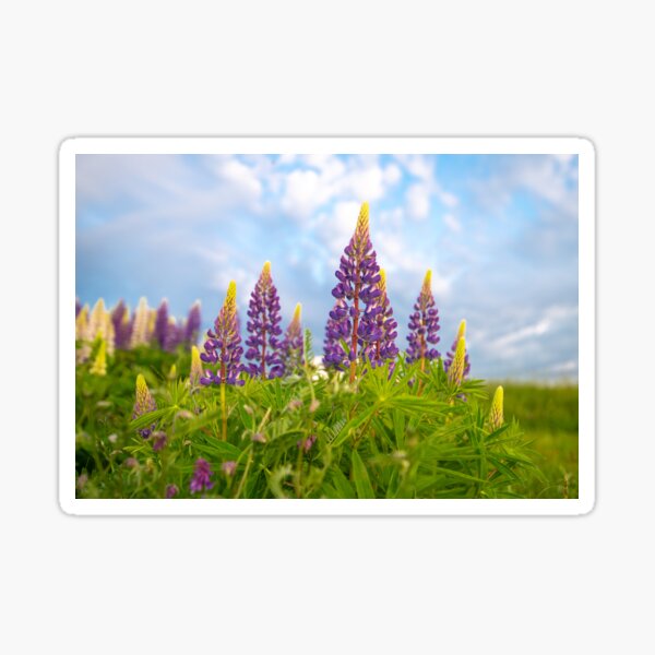 Lupine Glory Sticker