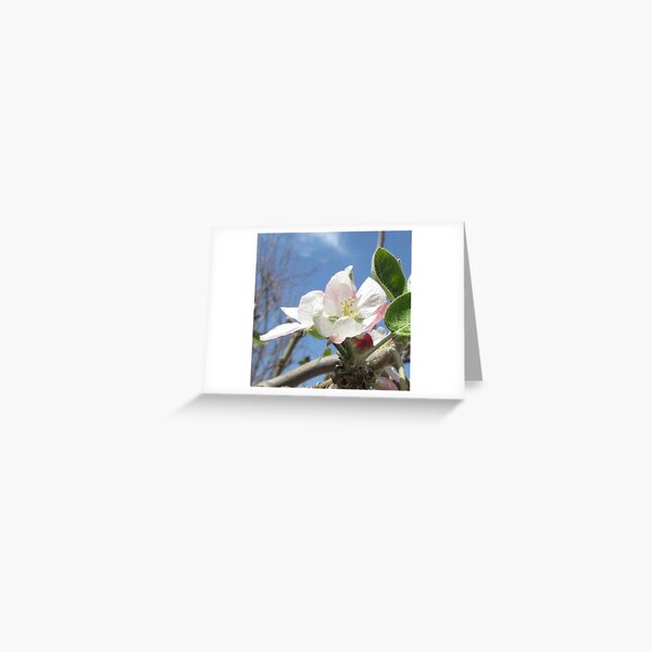 Apple Tree Blossom Greeting Card