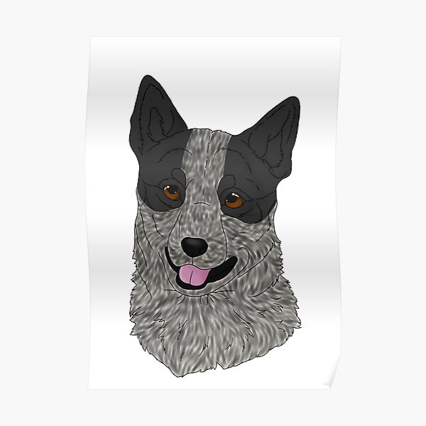 Australian Cattle Dog - Black Poster