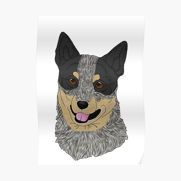 Australian Cattle Dog - Black Tri Poster