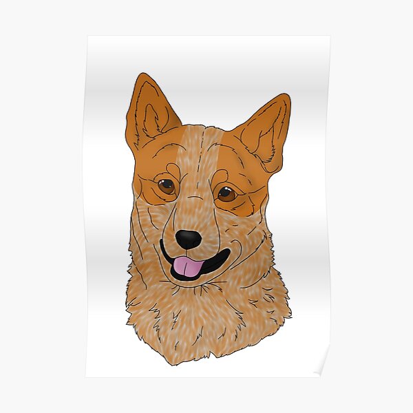 Australian Cattle Dog - Red Poster