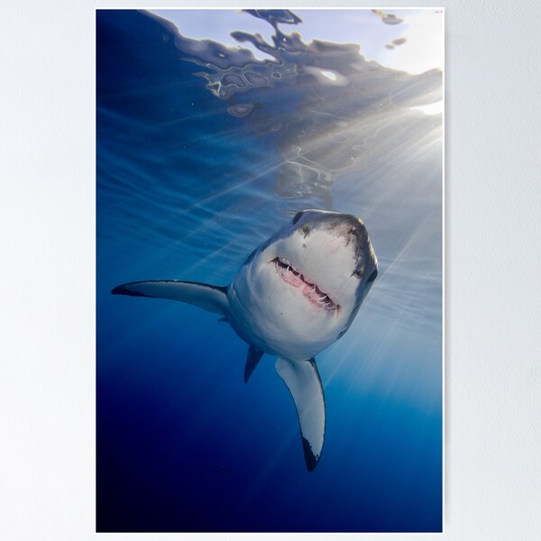 White Shark Poster
