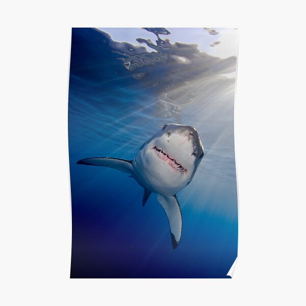 White Shark Poster