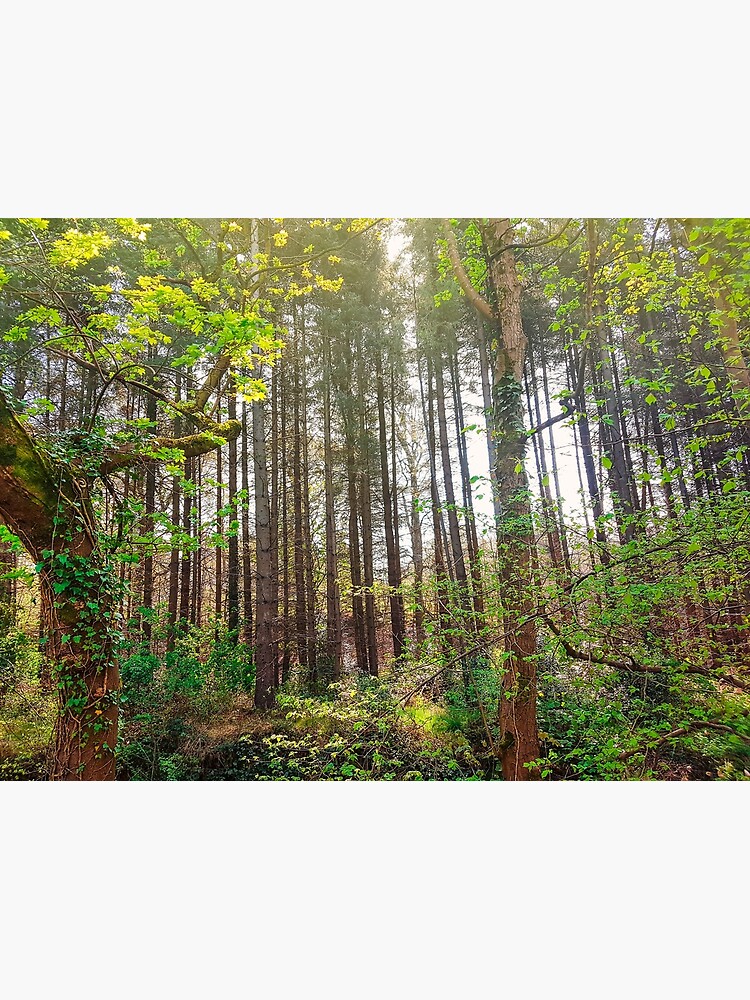 Woods Nature by Sofiakat