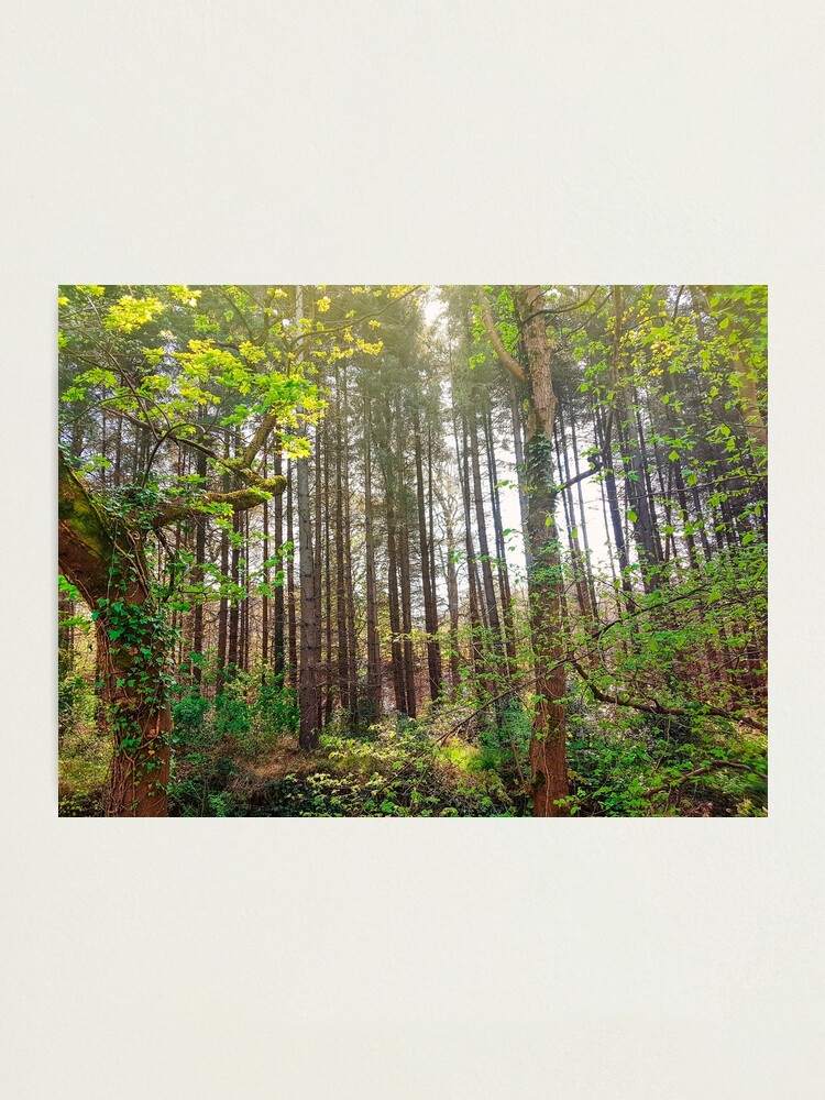 Alternate view of Woods Nature Photographic Print