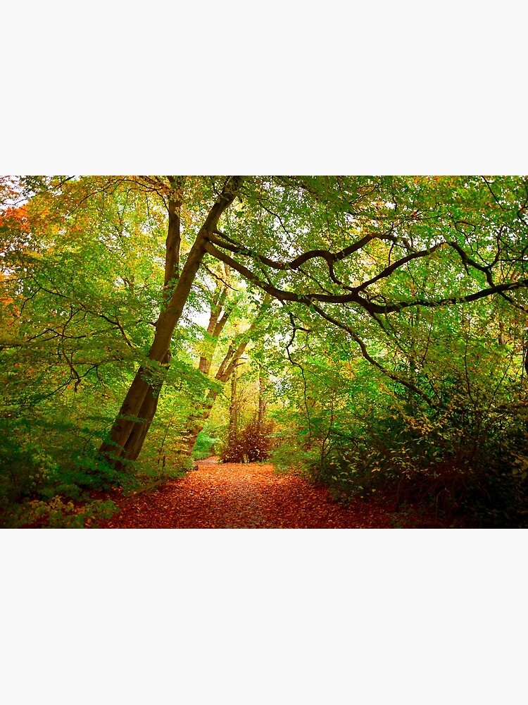 Path in the forest by Sofiakat