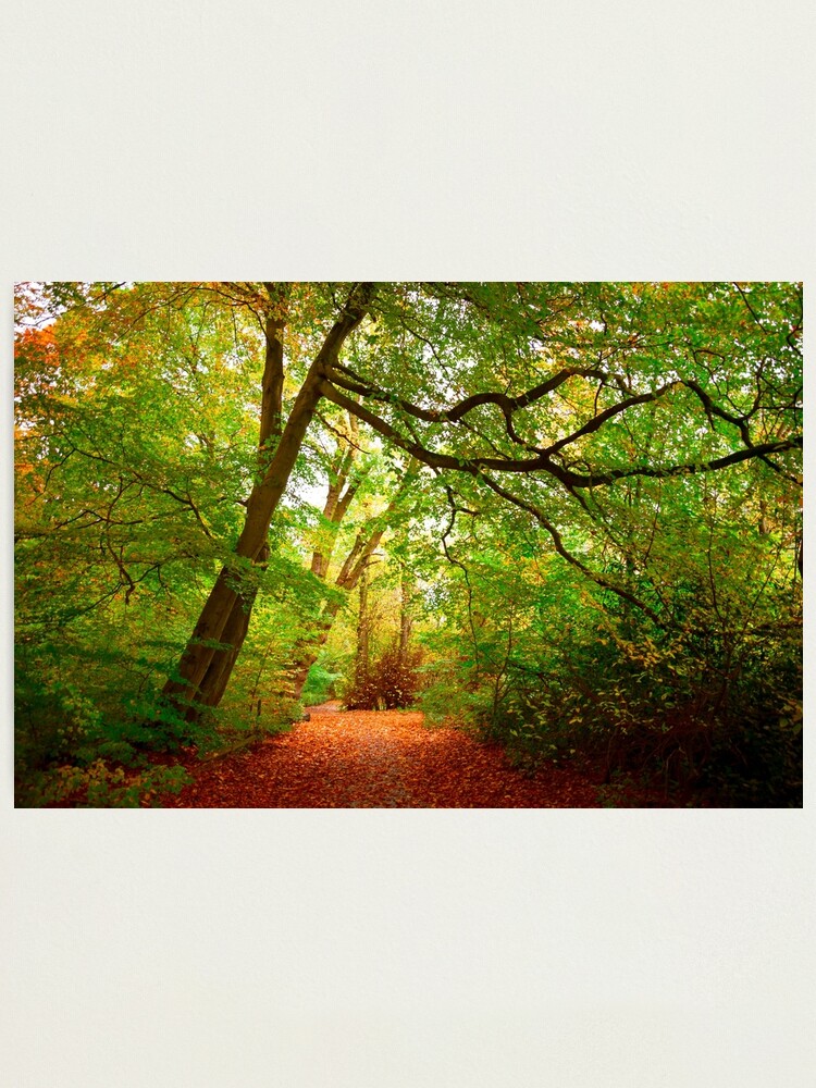 Alternate view of Path in the forest Photographic Print