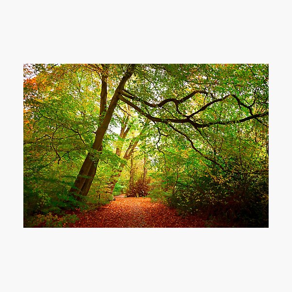 Path in the forest Photographic Print