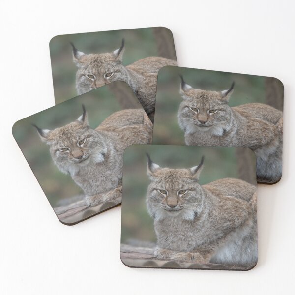 Artikelvorschau, Luchs schaut dich an entworfen und verkauft von rawshutterbug.
