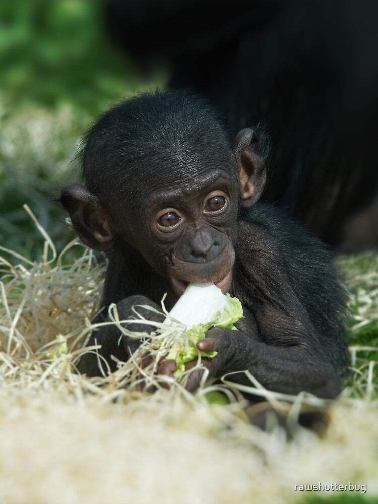 Lola The Bonobo Baby