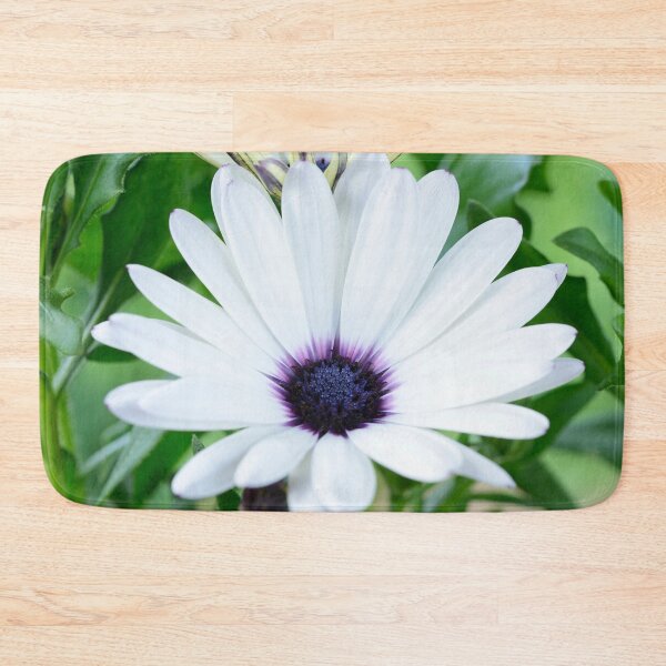 Item preview, Osteospermum  'Sunny Carlos'  Sunny Series  designed and sold by Chris Burrows.