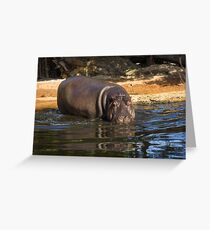 Hippopotamus Greeting Card