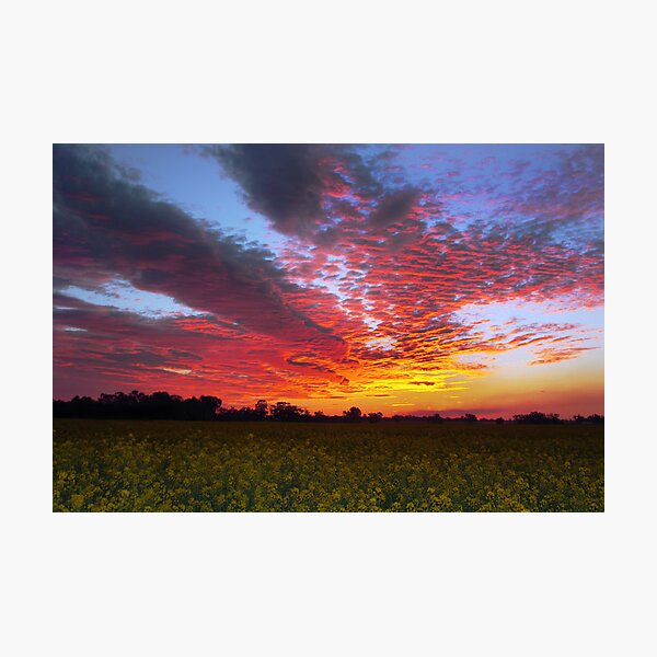 Item preview, SUNSET CANOLA designed and sold by Helen Akerstrom Photography.