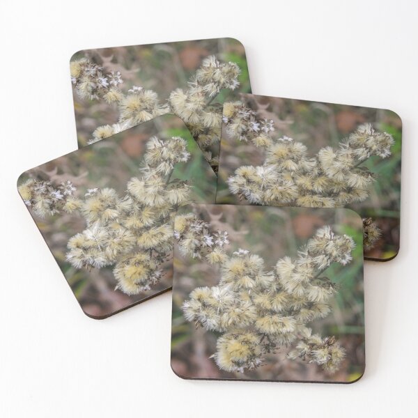 Item preview, New England Aster in Seed designed and sold by circa24.