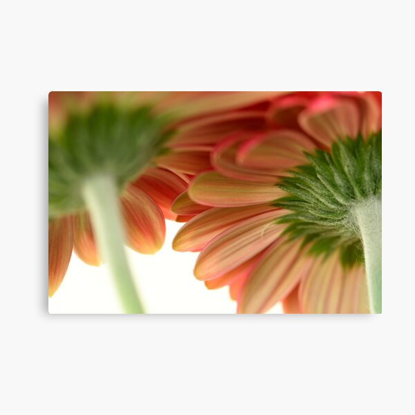 Gerbera Canvas Print