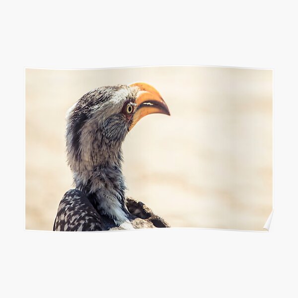 Southern yellow-billed hornbill Poster
