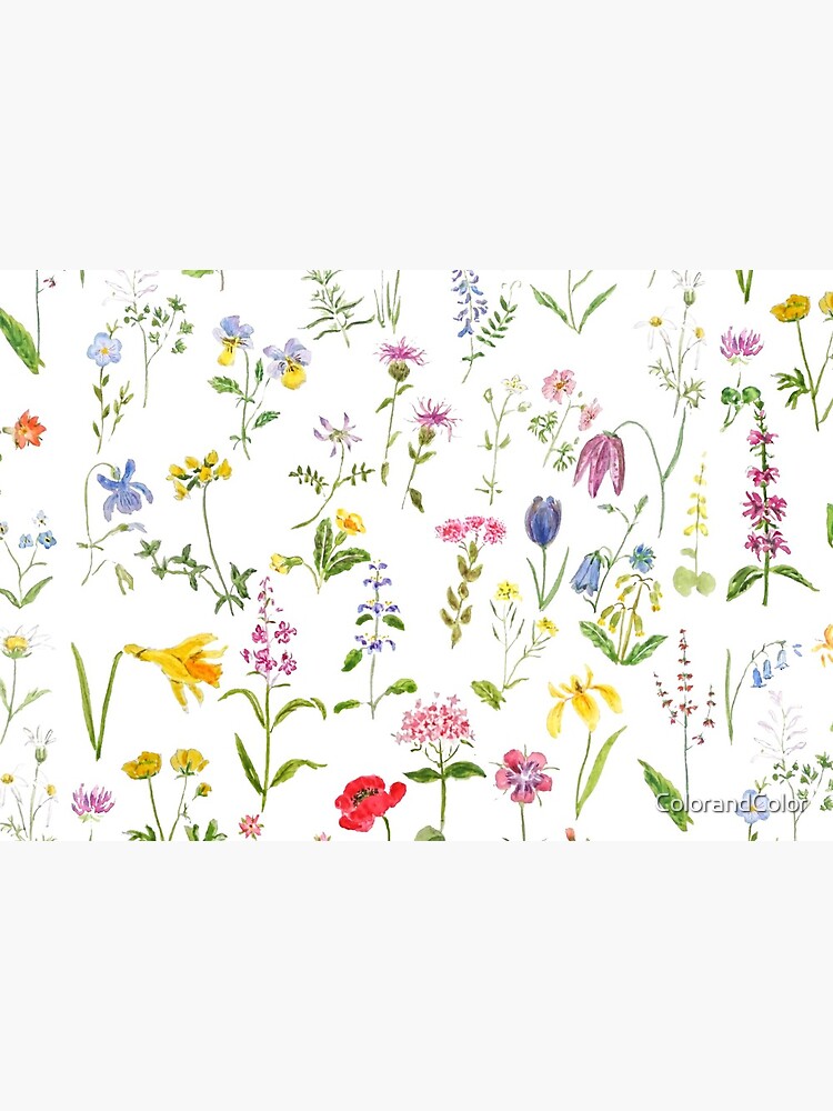 botanical colorful countryside wildflowers watercolor painting by ColorandColor