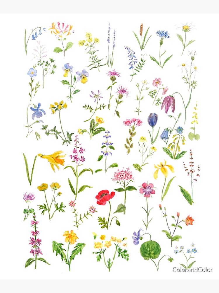 Thumbnail 5 of 5, Tote Bag, hand painted botanical colorful countryside wildflowers watercolor painting designed and sold by ColorandColor.