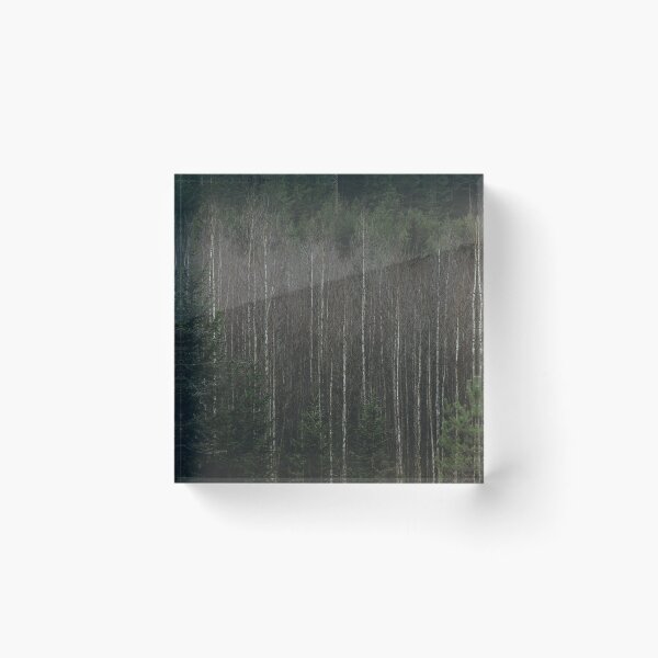 Item preview, Leafless birch trees designed and sold by urbonasphotos.