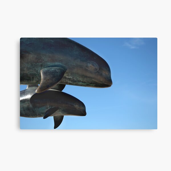 Vaquitas Canvas Print