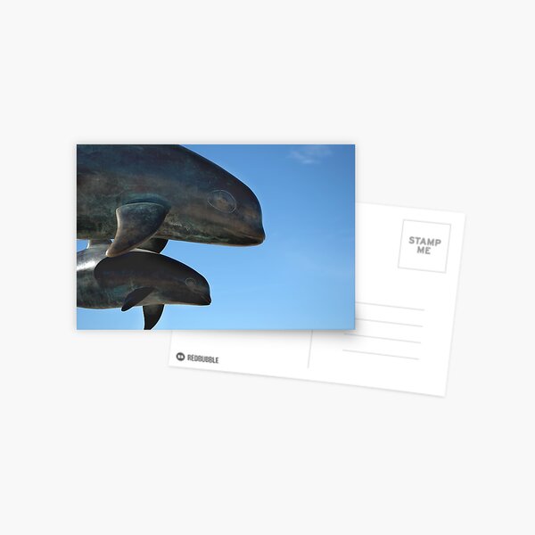 Vaquitas Postcard