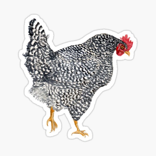 Item preview, Barred Rock Chicken Watercolor designed and sold by NormaJeaneStudio.