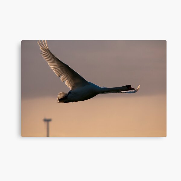 Item preview, Swan in flight designed and sold by THHoang.