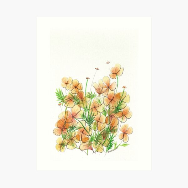 The Poppies in My Front Yard Art Print