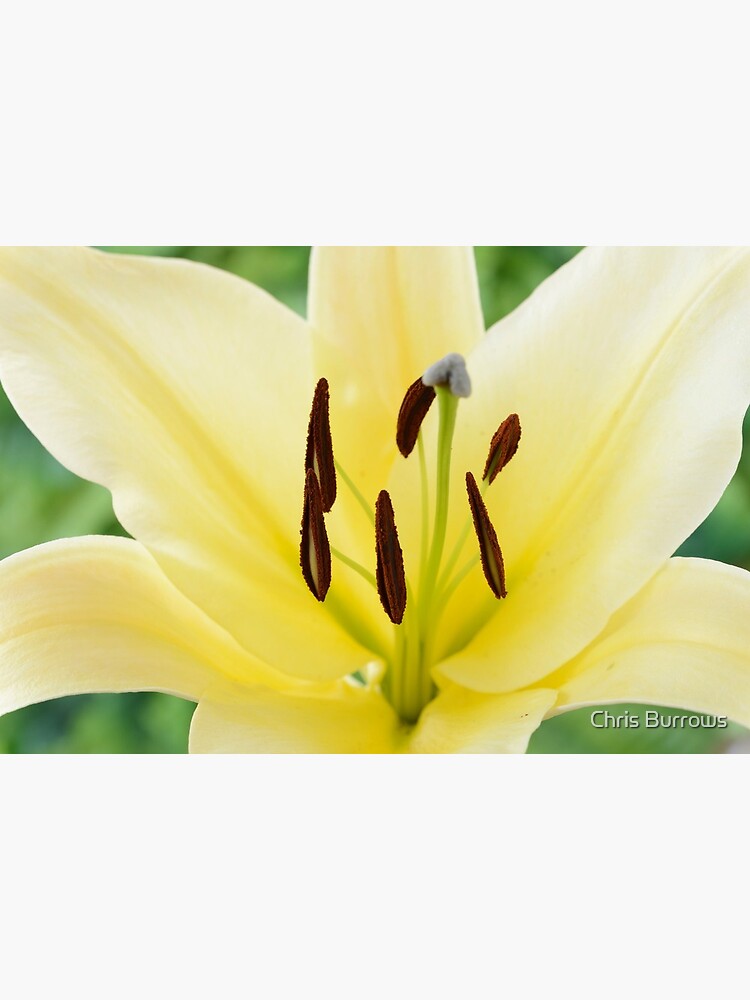 Lámina rígida «Lilium & amp; # 39; Gran Hermano & amp; # 39; Lily Oriental  Trompeta Lily Cross OT Lily» de chrisburrows | Redbubble