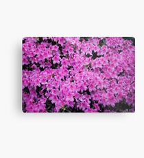 A Study in Pink Metal Print