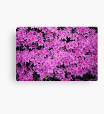 A Study in Pink Canvas Print