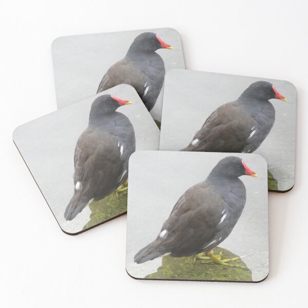 Item preview, Moorhen in Shallow Water Photograph designed and sold by naturegallery.