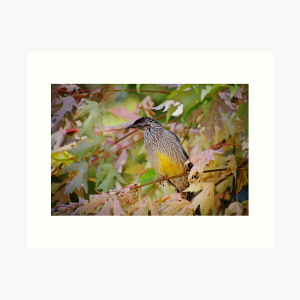 Red Wattle Bird Art Print