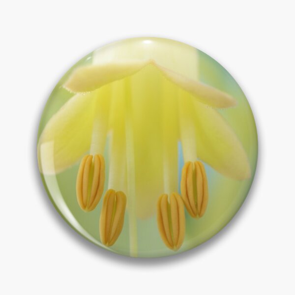 Artikelvorschau, Phygelius Candy Drops Serie der gelben Candy Drops entworfen und verkauft von Chris Burrows.