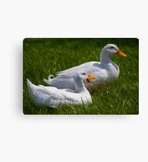Quack quack quack, quack quack quack Canvas Print