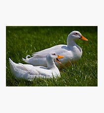 Quack quack quack, quack quack quack Photographic Print