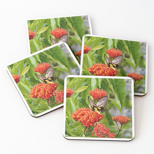 Item preview, Common Birdwing Butterfly in the Borneo Rainforest designed and sold by Photos by Phil.