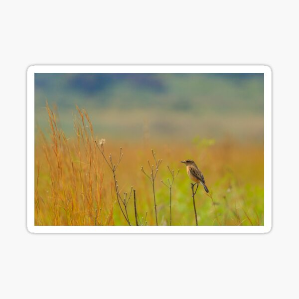 Bird resting on a piece of grass Sticker