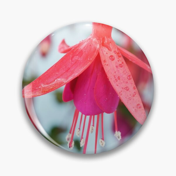 Item preview, Fuchsia 'Pink Fizz' designed and sold by Chris Burrows.