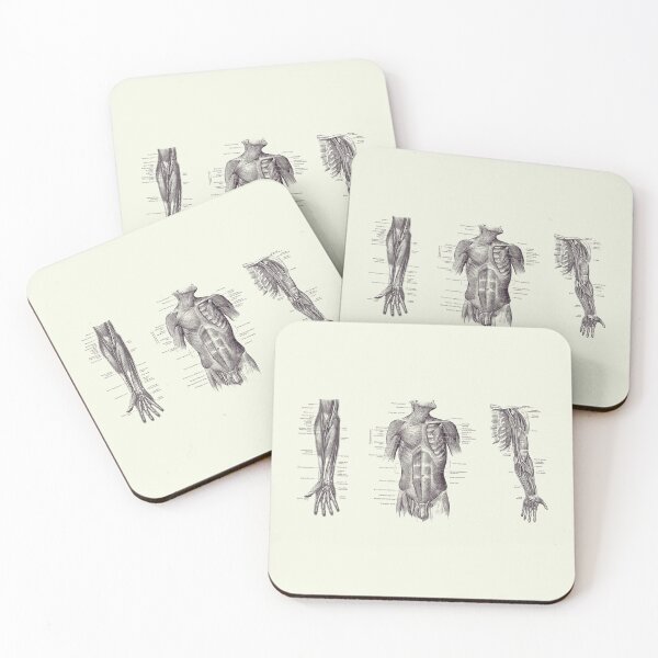 Item preview, Male Upper Body Muscular System - Multi-View - Vintage Anatomy 2 designed and sold by VAposters.